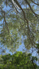 Hypnotic low angle view of trees blowing in the wind