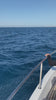 Dolphins swimming in the blue Red Sea, Egypt