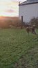 Dogs having fun at sunset  – Mobile-Shot Stock Video, Portrait (HD, 9:16)