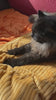 Relaxed cat, purring -  – Mobile-Shot Stock Video, Portrait (HD, 9:16)